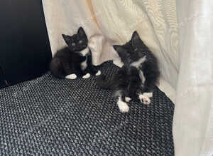 Kittens for sell