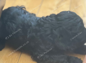 Female cockapoo puppy