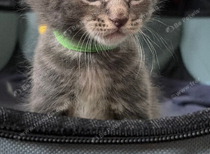 Half Maincoon kittens