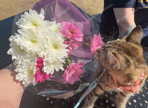 MISSING KITTEN WHO IS 12 weeks called Nala