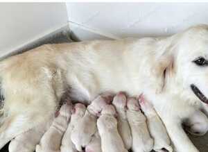 Kc golden retriever puppies