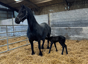 Friesan purebred mare & foal