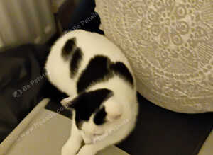 Female kitten
