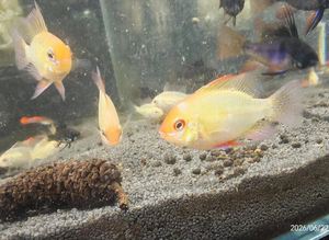 Golden Rams &pound;4 each or 3 for &pound;10