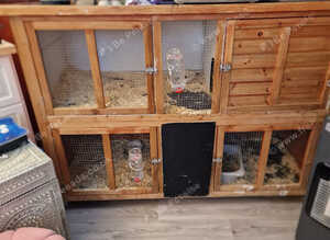 2 beautiful  rabbits one lop eared male and dwarf female