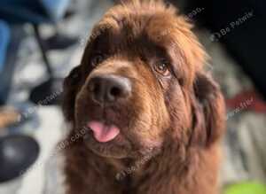 Brown Newfoundland girl