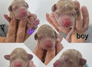 F1b cockapoo puppies