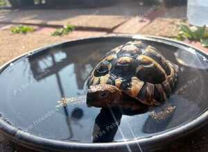 3 year old male tortoise & wooden cage