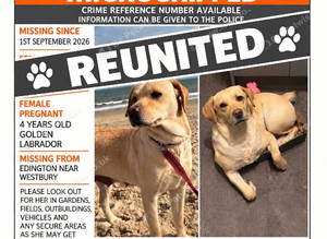 Stolen Labrador. Now found 21/10/26