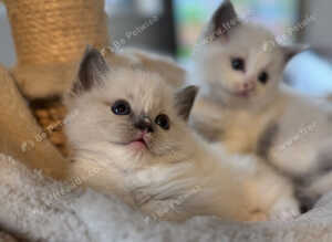 Ragdoll kitten
