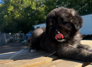 3 stunning Caucasian puppies for sale 1 girl 2 boys left