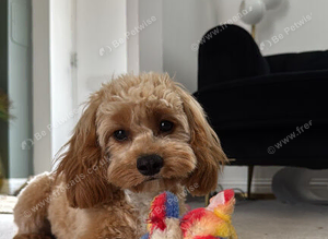 Cavapoo STUD