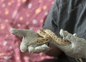Pair of Hognoses Conda het albino