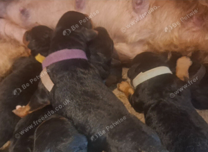 Gorgeous Airedale Litter!