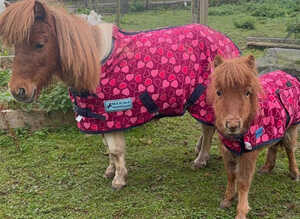 Mother & baby Shetland pony gentle any child can ride