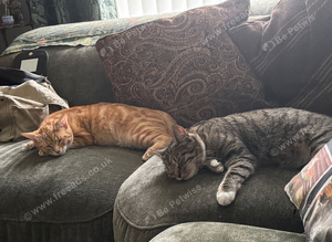 We&rsquo;re having kittens