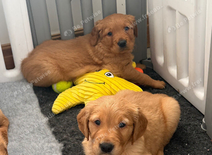 Red golden retriever puppies