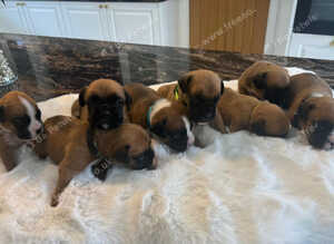 KC Boxer Puppies