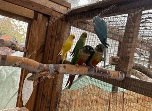 Semi tanned breeding pair conures