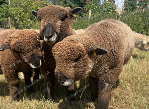 Pet lambs