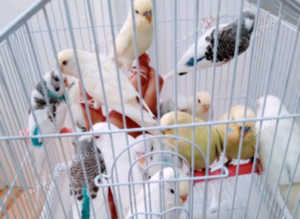 Budgies