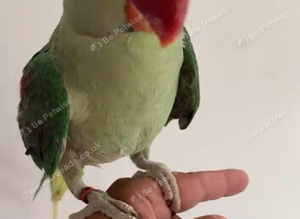 Baby alexandrine