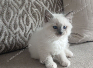 2 mitted ragdoll boys
