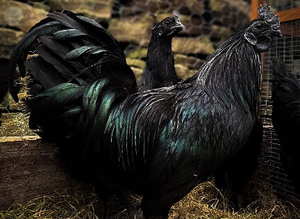 Ayam cemani fertile eggs