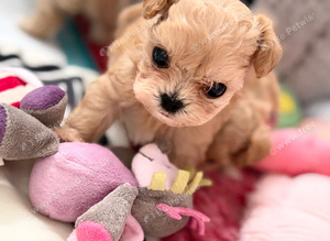 Beautiful xxs Asian Maltipoo