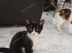 Kittens
