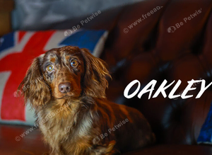 Oakley !!