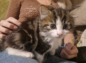 Adorable mixed litter of kittens