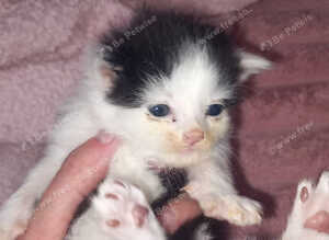3 beautiful kittens