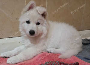 CHAMPAGNE LONG COAT GSD GIRL