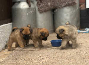 Beautiful Pomchi puppie