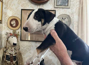 English bull terrier puppies