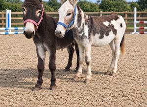Donkeys