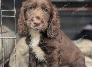 Working sprocker spaniel