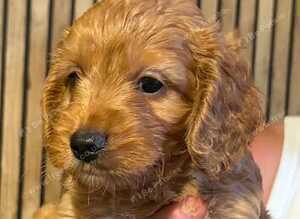 Cockerpoo puppies for sale