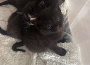Kittens 5 weeks