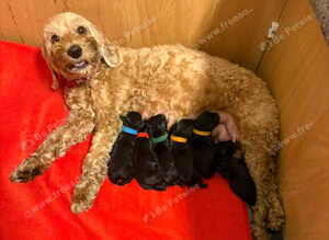 Beautiful Schnockapoo Puppies Seeking Loving