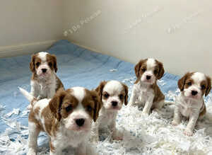 Boys available - Cavalier puppies - KC reg parents