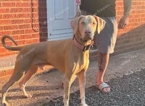 WOW /// ICE TEA pink Doberman