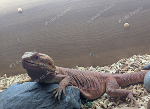 Red bearded dragon