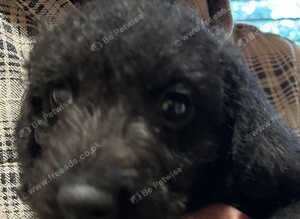 Bedlington x Wirehaired Daxi