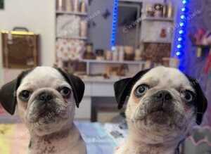 Two beautiful panda pug girls
