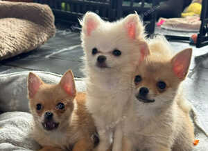 Gorgeous Pomchi Boys