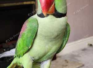 Pair of parrots Alexandrine