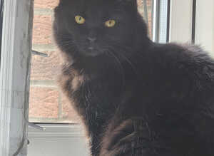***URGENT STILL AVALIABLE***  1 year old black meduim haired female