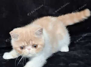 Exotic kittens